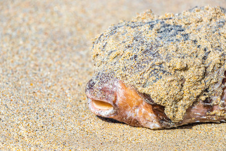 Dead puffer fish washed up on the beach lies on the sand in Patong Beach Kathu District Phuket Island Province Southern Thailand in Southeast Asia.の写真素材