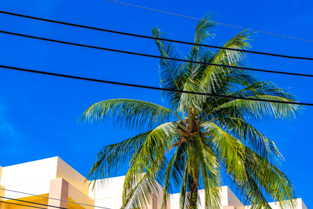 Tropical Palms Palm trees in the sky with sunshine in Patong Beach Kathu District Phuket Island Province Southern Thailand in Southeast Asia.の写真素材