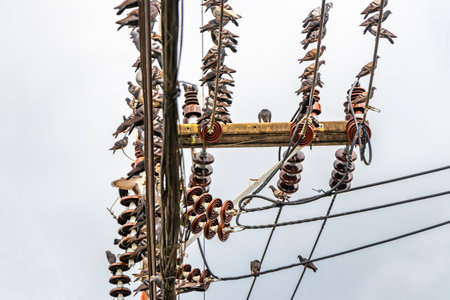 A large number of pigeons pigeon birds are sitting on the power pole and cables in Patong Beach Kathu District Phuket Island Province Southern Thailand in Southeast Asia.の写真素材