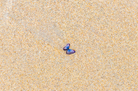 Beach sand with pebbles colorful shells mussels and water texture pattern in Patong Beach Kathu...