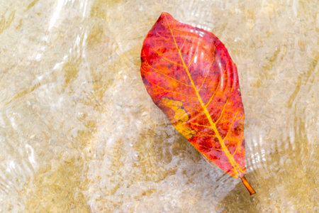 Red orange leaf floating in the water and waves on the beach.の写真素材