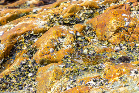 Mussels shells on stone rock on the beach texture pattern in Kathu District Phuket Island Province...
