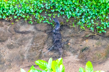Large monitor lizard walks along tropical river in Patong Beach Kathu District Phuket Island...