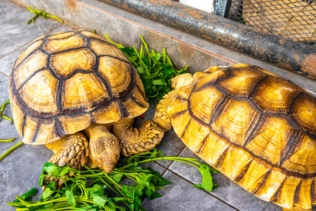Large tortoises land turtles eat greens in Patong Beach Kathu District Phuket Island Province Southern Thailand in Southeast Asia.の写真素材