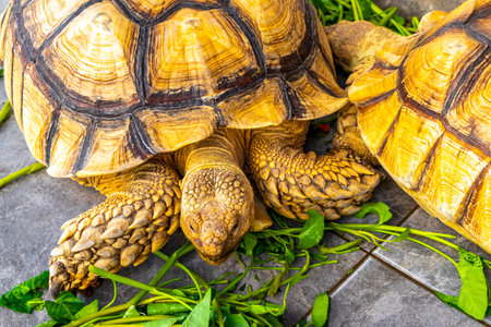 Large tortoises land turtles eat greens in Patong Beach Kathu District Phuket Island Province Southern Thailand in Southeast Asia.の写真素材