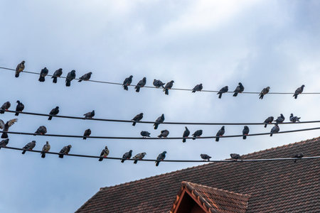 A large number of pigeons are sitting on the power pole and cables.の写真素材