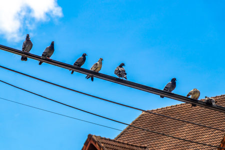 A large number of pigeons are sitting on the power pole and cables.の写真素材