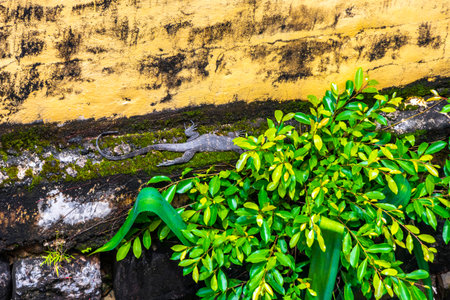 Large monitor lizard walks along a wall in Patong Beach Kathu District Phuket Island Province Southern Thailand in Southeast Asia.の写真素材