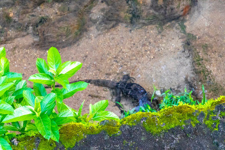 Large monitor lizard walks along tropical river in Patong Beach Kathu District Phuket Island...