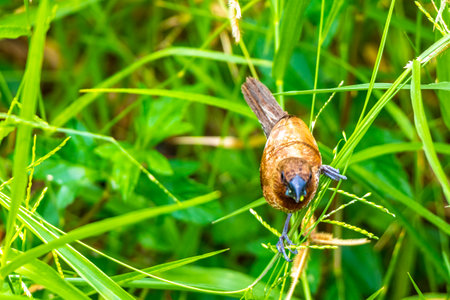 Small tropical brown bird eats grass and plants in the green.