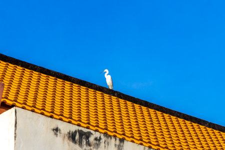 Large white heron egret sitting on temple roof and balcony in Patong Beach Kathu District Phuket Island Province Southern Thailand in Southeast Asia.の写真素材