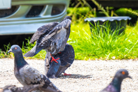 Pigeons birds try to mate outside in Patong Beach Kathu District Phuket Island Province Southern Thailand in Southeast Asia.の写真素材
