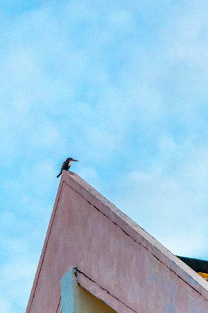 Kingfisher bird is sitting on a roof ridge with blue sky in the morning in Patong Beach Kathu District Phuket Island Province Southern Thailand in Southeast Asia.の写真素材