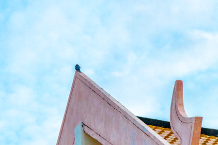 Kingfisher bird is sitting on a roof ridge with blue sky in the morning in Patong Beach Kathu...