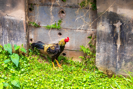 Large male rooster walking around on grass at a river in Southern Thailand in Southeast Asia.の写真素材
