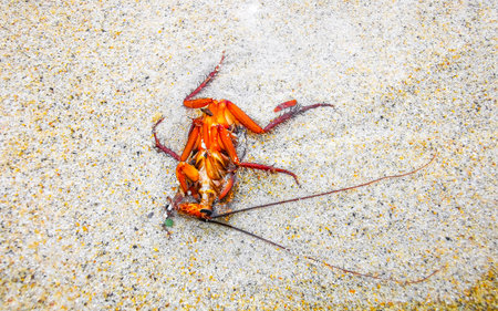 Dead cockroach washed up on the beach sand in Patong Beach Kathu District Phuket Island Province...