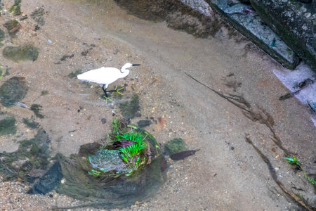 White great heron egret walks and fishes hunting in the river water in Patong Beach Kathu District...