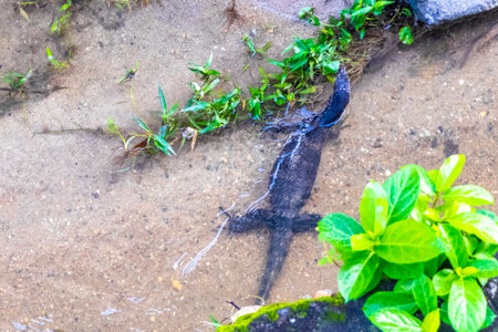 Large monitor lizard walks along tropical river in Patong Beach Kathu District Phuket Island Province Southern Thailand in Southeast Asia.の写真素材
