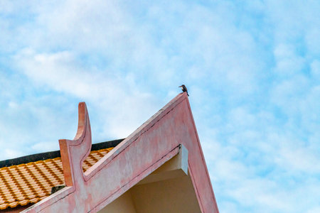 Kingfisher bird is sitting on a roof ridge with blue sky in the morning in Patong Beach Kathu District Phuket Island Province Southern Thailand in Southeast Asia.の写真素材