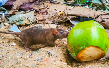 Rat eats from a coconut in the trash in Patong Beach Kathu District Phuket Island Province Southern Thailand in Southeast Asia.の写真素材