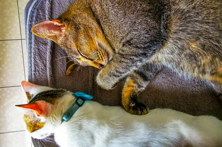 Two cats sleep happily and rest comfortably.