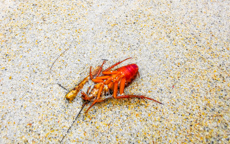 Cockroach washed up on the beach sand in Patong Beach Kathu District Phuket Island Province Southern...