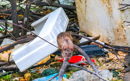 Kathu Phuket Thailand October 22, 2025 Many rats crawl around in the trash garbage in Patong Beach Kathu District Phuket Island Province Southern Thailand in Southeast Asia.の写真素材