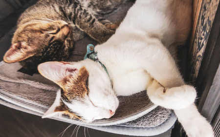 Two cats sleep happily and rest comfortably on the table.