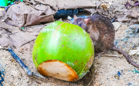 Rat eats from a coconut in the trash in Patong Beach Kathu District Phuket Island Province Southern Thailand in Southeast Asia.の写真素材
