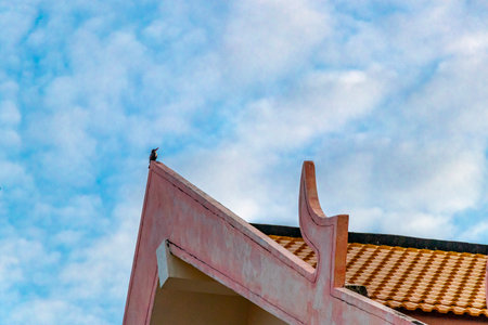 Kingfisher bird is sitting on a roof ridge with blue sky in the morning in Patong Beach Kathu District Phuket Island Province Southern Thailand in Southeast Asia.の写真素材
