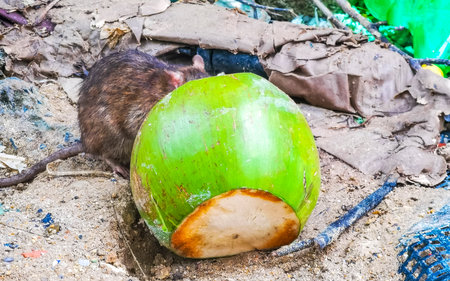 Rat eats from a coconut in the trash in Patong Beach Kathu District Phuket Island Province Southern Thailand in Southeast Asia.の写真素材