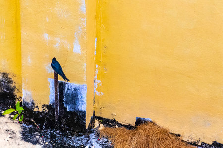 Red gray and black swallow bird sitting on the wall in Patong Beach Kathu District Phuket Island Province Southern Thailand in Southeast Asia.の写真素材