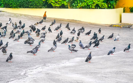 Pigeon pigeons bird birds searching for food on the road street ground floor in Patong Beach Kathu District Phuket Island Province Southern Thailand in Southeast Asia.の写真素材