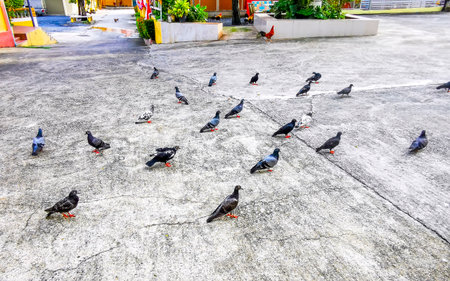 Pigeon pigeons bird birds searching for food on the road street ground floor in Patong Beach Kathu District Phuket Island Province Southern Thailand in Southeast Asia.の写真素材