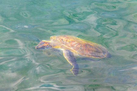Sea turtle turtles swim to the water surface to catch their breath in Angra dos Reis State of Rio de Janeiro Brazil.の写真素材