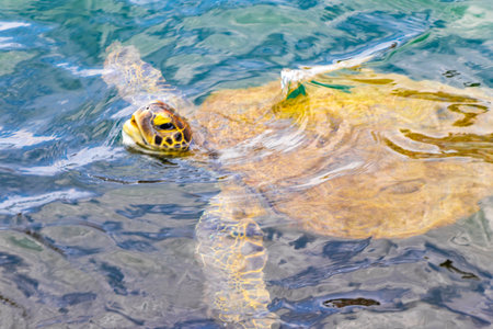 Sea turtle swim to the water surface to catch their breath in Angra dos Reis State of Rio de Janeiro...