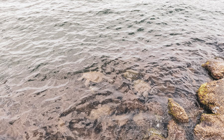 Sea turtle swim to the water surface to catch their breath in Angra dos Reis State of Rio de Janeiro Brazil.の写真素材