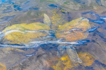 Sea turtle turtles swim to the water surface to catch their breath in Angra dos Reis State of Rio de...
