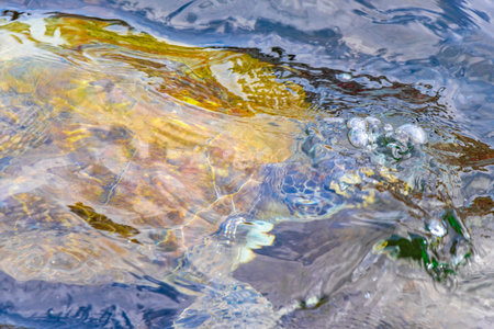 Sea turtle turtles swim to the water surface to catch their breath in Angra dos Reis State of Rio de...