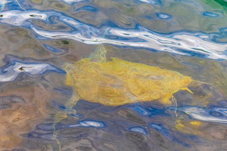 Sea turtle turtles swim to the water surface to catch their breath in Angra dos Reis State of Rio de Janeiro Brazil.の写真素材