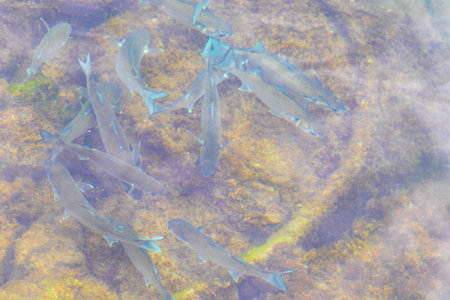 Tropical fish swimming in green turquoise and blue water in Angra dos Reis, Rio de Janeiro, Brazil.