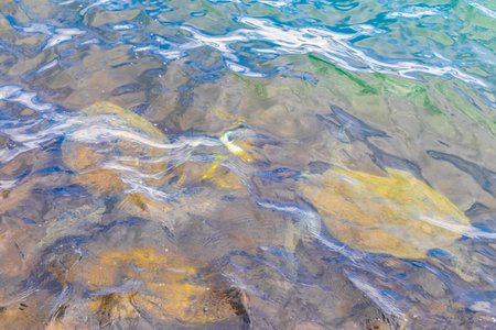Sea turtle turtles swim to the water surface to catch their breath in Angra dos Reis State of Rio de...