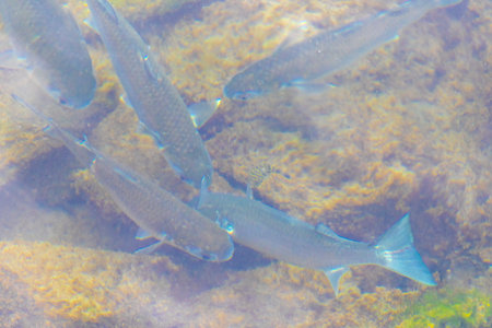 Tropical fish swimming in green turquoise and blue water in Angra dos Reis State of Rio de Janeiro Brazil.の写真素材