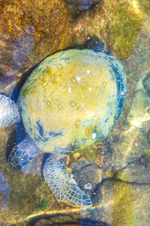 Sea turtle turtles swim to the water surface to catch their breath in Angra dos Reis State of Rio de...