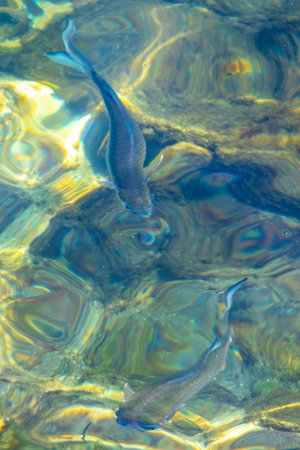 Sea turtle swims to the water surface to catch its breath in Angra dos Reis, State of Rio de...
