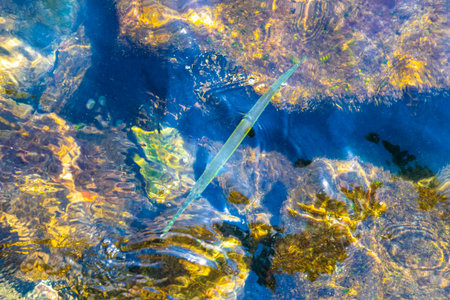 Trumpet fish trumpetfish swims on water surface in Angra dos Reis State of Rio de Janeiro Brazil.の写真素材