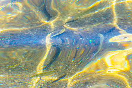 Tropical fish swimming in green turquoise and blue water.の写真素材