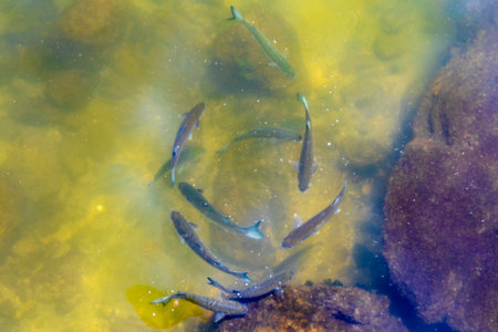 Fish swimming in green, turquoise, and yellow water.の写真素材