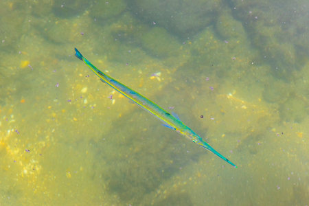 Trumpet fish trumpetfish swims on water surface in Angra dos Reis Brazil.の写真素材