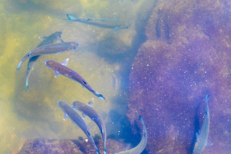 Tropical fish swimming in green turquoise and blue water.の写真素材